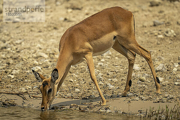 Weibliches Impala (Aepyceros melampus) trinkt aus dem Fluss im Chobe-Nationalpark; Chobe  Botswana