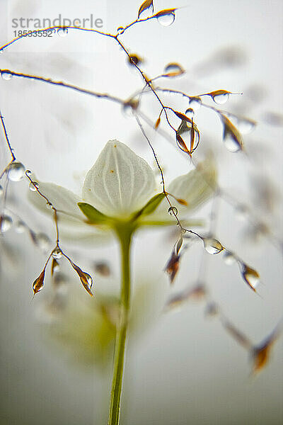 Moorstern (Parnassia) blühende Pflanze mit Wassertropfen; Russland