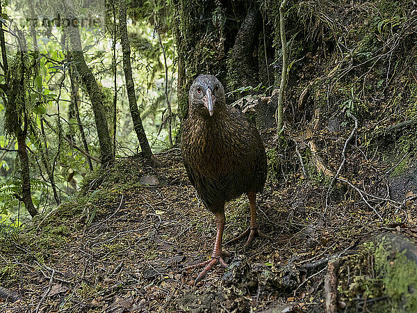 Ausgewachsener Weka (Gallirallus australis)  ein endemischer flugunfähiger Vogel  in einer Rettungsstation für Wildtiere; Milford Sound  Milford Track  Südinsel  Neuseeland