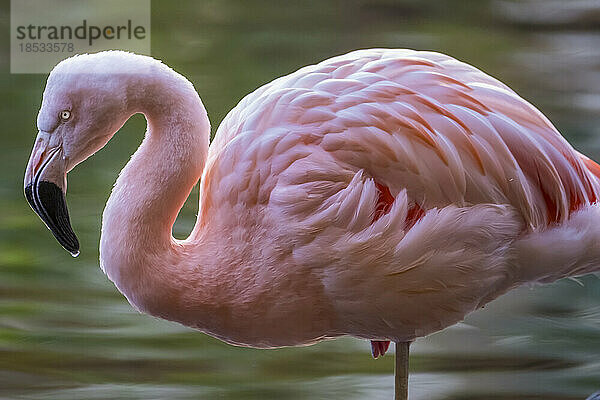 Nahaufnahme eines auf einem Bein stehenden Rosaflamingos (Phoenicopteridae); Maui  Hawaii  Vereinigte Staaten von Amerika