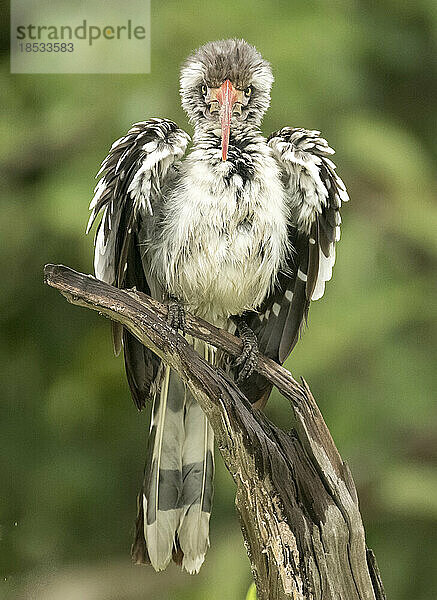 Porträt eines Nördlichen Rotschnabel-Hornvogels (Tockus erythrothynchus)  der auf einem Ast sitzt; Okavango-Delta  Botsuana