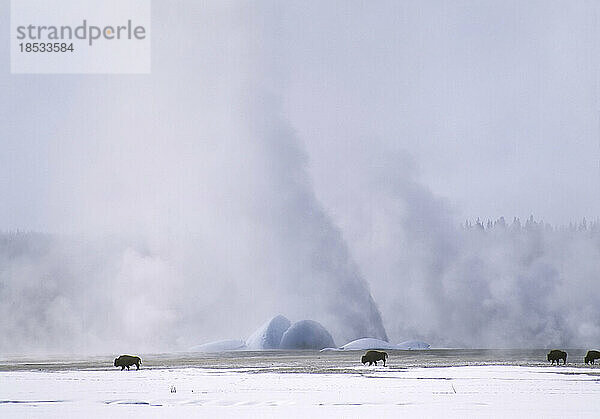 Eine Herde amerikanischer Bisons weidet an einem Wintertag auf einem schneebedeckten Feld im Yellowstone-Nationalpark; Vereinigte Staaten von Amerika