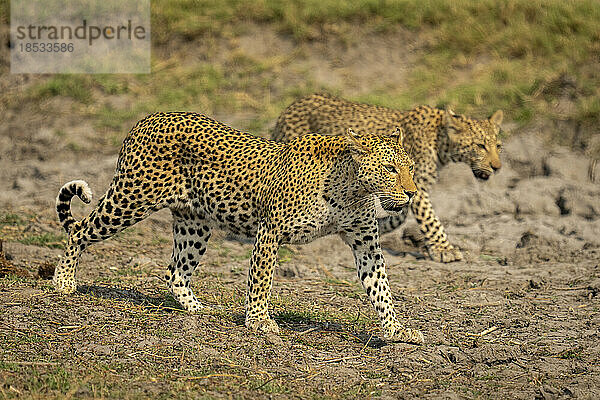 Leopardenmutter und -junges (Panthera pardus) gehen im Chobe-Nationalpark im Gleichschritt; Chobe  Botswana