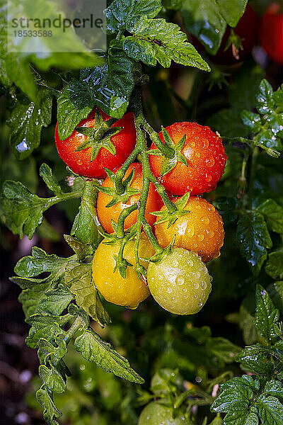 Nahaufnahme einer Auswahl reifer Kirschtomaten an der Rebe mit Wassertropfen; Calgary  Alberta  Kanada