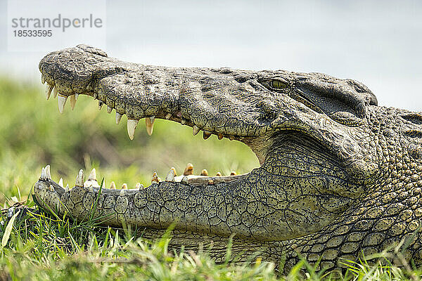 Nahaufnahme eines Nilkrokodils (Crocodylus niloticus) im Chobe-Nationalpark  Chobe  Botsuana  bei geöffnetem Maul