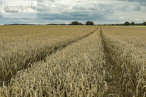Landschaftliche Ansicht von goldenem Getreide  Weizenfelder um Rockbourne  in der Nähe von Salisbury  mit Traktorspuren unter einem stürmischen  grauen Himmel; Wiltshire  England