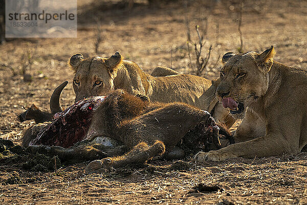 Nahaufnahme von zwei Löwinnen (Panthera leo)  die mit einem Tierkörper im Chobe-Nationalpark liegen; Chobe  Botswana