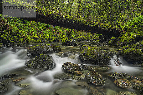 Bach  der durch einen alten Wald auf Vancouver Island fließt. Ein großer Baumstamm liegt quer über den Fluss; Port Renfrew  British Columbia  Kanada