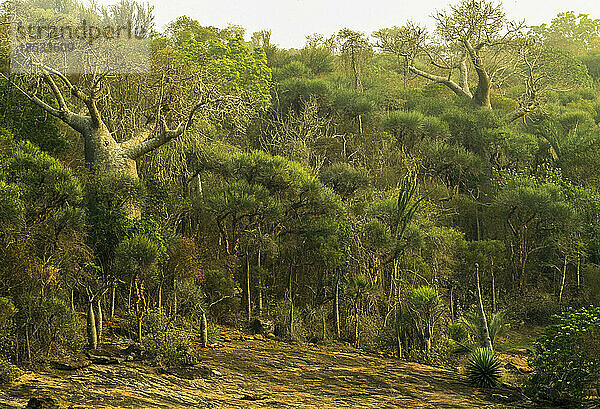 Wald mit üppiger Vegetation; Republik Madagaskar