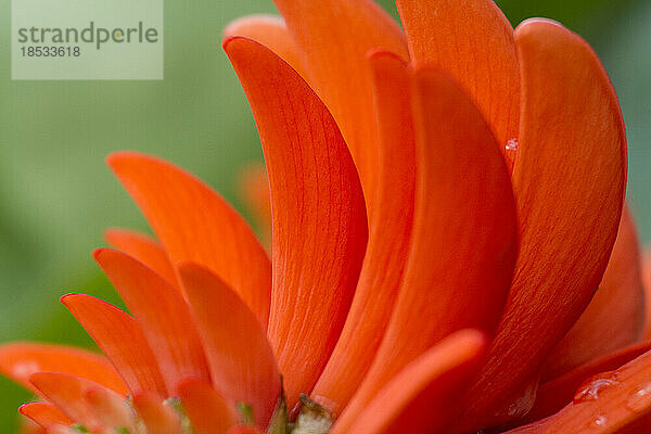 Extreme Nahaufnahme einer Korallenbaumblüte  Erythrina-Art; Rano Raraku  Osterinsel  Chile