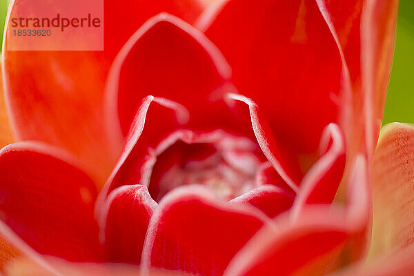 Nahaufnahme einer Fackel-Ingwerblüte (Etlingera elatior); Costa Rica