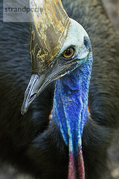 Nahaufnahme eines Südkasuars (Casuarius casuarius johnsonii)  eines flugunfähigen Vogels; Australien