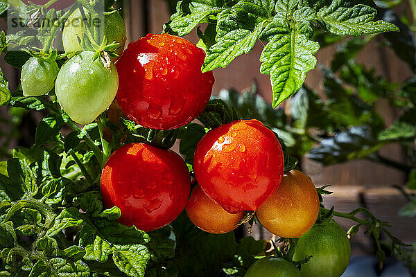 Nahaufnahme einer Auswahl reifer Kirschtomaten an der Rebe mit Wassertropfen; Calgary  Alberta  Kanada