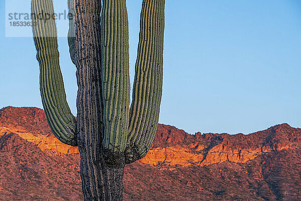 Nahaufnahme eines Saguaro-Kaktus (Carnegiea gigantea) mit dem goldenen Sonnenlicht der Dämmerung  das einen orangen Farbton auf die Berge im Hintergrund unter blauem Himmel wirft; Phoenix  Arizona  Vereinigte Staaten von Amerika