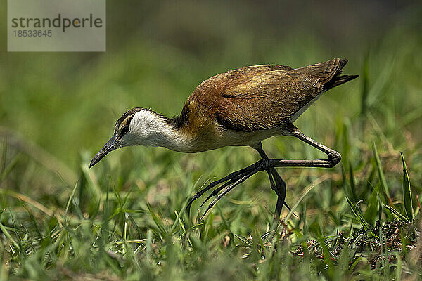 Afrikanischer Jacana (Actophilornis africanus) läuft durch niedriges Gras im Chobe National Park; Chobe  Botswana