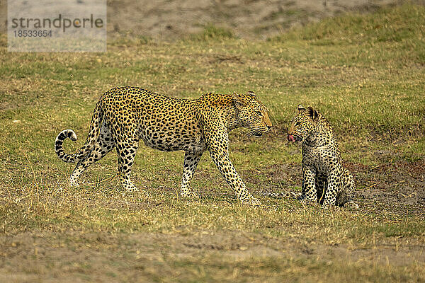 Weiblicher Leopard (Panthera pardus) nähert sich einem im Gras sitzenden Jungtier im Chobe-Nationalpark; Chobe  Botswana