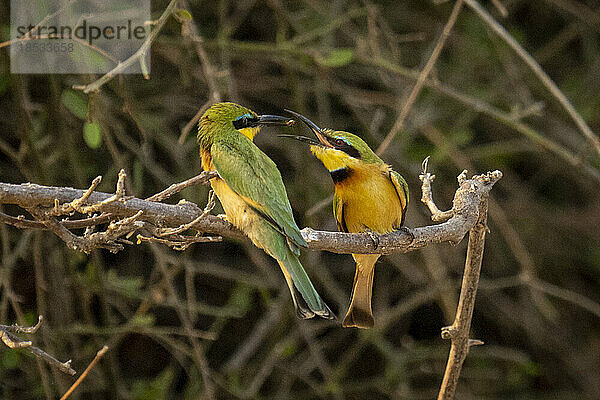 Männchen des Kleinen Bienenfressers (Merops pusillus) übergibt einem Weibchen die Fliege  während es auf einem Ast im Chobe-Nationalpark hockt; Chobe  Botswana