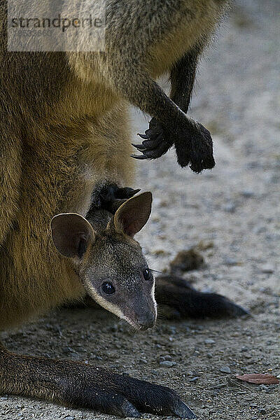 Känguru-Baby im Beutel der Mutter; Australien