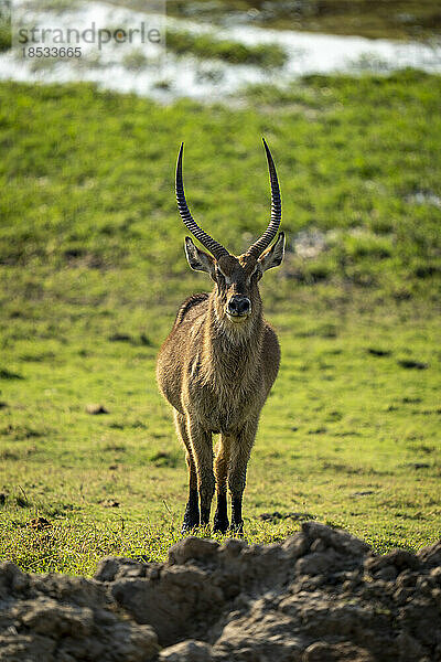 Männlicher Gewöhnlicher Wasserbock (Kobus ellipsiprymnus) steht mit dem Gesicht zur Kamera im Chobe National Park; Chobe  Botswana