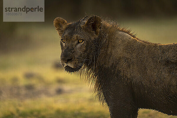 Nahaufnahme eines schlammbedeckten jungen männlichen Löwen (Panthera leo) im Chobe-Nationalpark; Chobe  Botswana