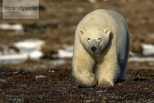 Eisbär (Ursus maritimus) an der Küste der Hudson Bay; Churchill  Manitoba  Kanada