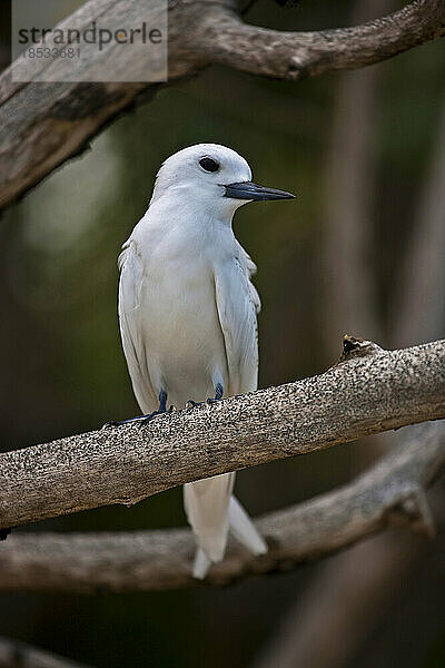 Trauerseeschwalbe (Sternula nereis) auf einem Ast auf den Seychellen; St. Joseph-Atoll  Les Amirantes  Seychellen