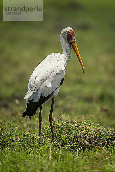 Gelbschnabelstorch (Mycteria ibis) schaut über die Schulter in die Kamera im Chobe-Nationalpark; Chobe  Botsuana