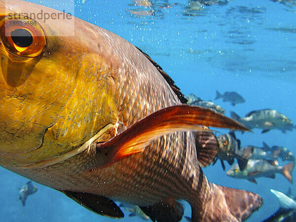 Korallenzackenbarsch schwimmt entlang des Great Barrier Reef; Queensland  Australien