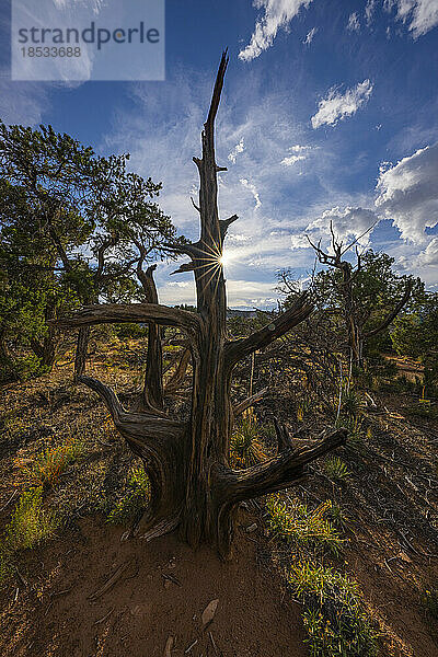 Colorado National Monument in der Nähe von Grand Junction  Colorado. Es ist ein erstaunlicher Ort mit roten Felsen und ein schönes Beispiel für Erosion; Colorado  Vereinigte Staaten von Amerika