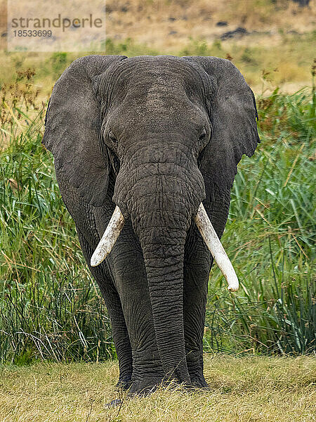 Afrikanischer Elefant (Loxodonta africana) steht im Grasland; Ngorongoro-Krater  Region Arusha  Tansania