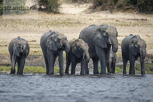 Eine Herde afrikanischer Elefanten (Loxodonta africana) trinkt aus einem Fluss im Chobe-Nationalpark; Chobe  Botsuana