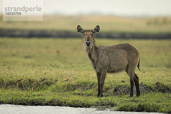 Weiblicher Gewöhnlicher Wasserbock (Kobus ellipsiprymnus) beobachtet die Kamera vom Flussufer im Chobe-Nationalpark; Chobe  Botswana