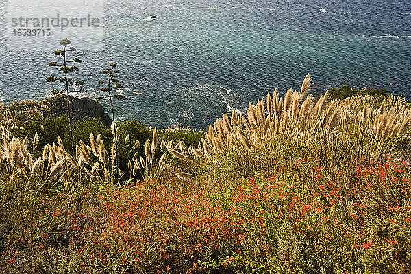 Blumen mit Blick auf den Pazifischen Ozean in Big Sur  Kalifornien  USA; Big Sur  Kalifornien  Vereinigte Staaten von Amerika