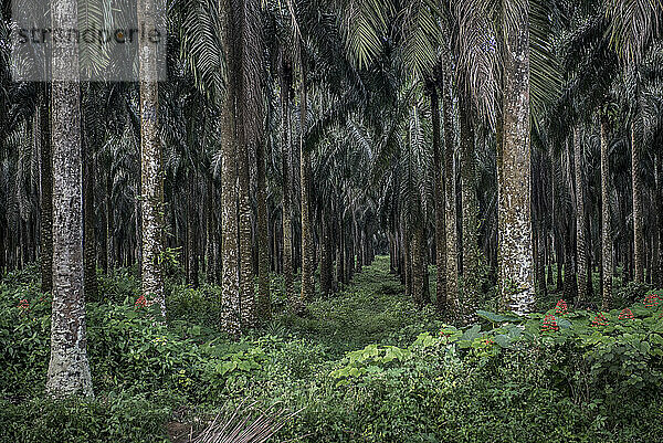 Palmölplantage bei Socapalm in Kamerun. Kamerun ist mit mehr als 450.000 Tonnen im Jahr 2020 der größte Palmölproduzent in Zentralafrika; Socapalm  Bezirk Kribi  Kamerun