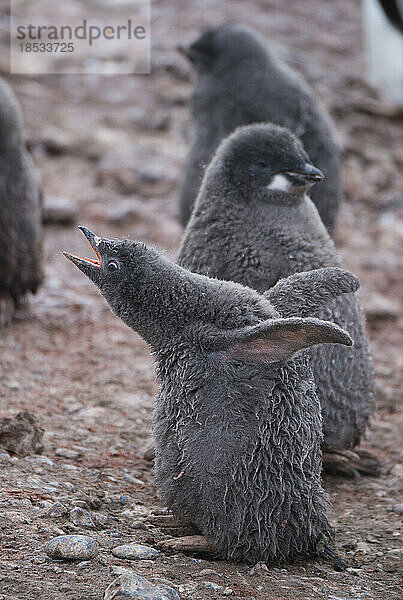 Adeliepinguin-Küken (Pygoscelis adeliae); Antarktis