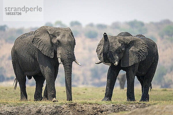 Zwei afrikanische Buschelefanten (Loxodonta africana) stehen am Flussufer im Chobe-Nationalpark; Chobe  Botswana