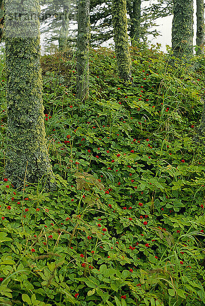 Schöne rote Beeren in üppigem Laub im Acadia National Park  Maine  USA; Maine  Vereinigte Staaten von Amerika