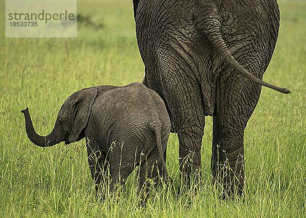 Elefantenbaby neben einem ausgewachsenen Elefanten (Loxodonta africana) im Serengeti-Nationalpark  Tansania; Tansania