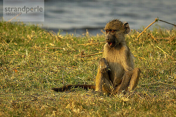 Chacma-Pavian (Papio ursinus) sitzt am Flussufer und öffnet die Mündung im Chobe-Nationalpark; Chobe  Botsuana