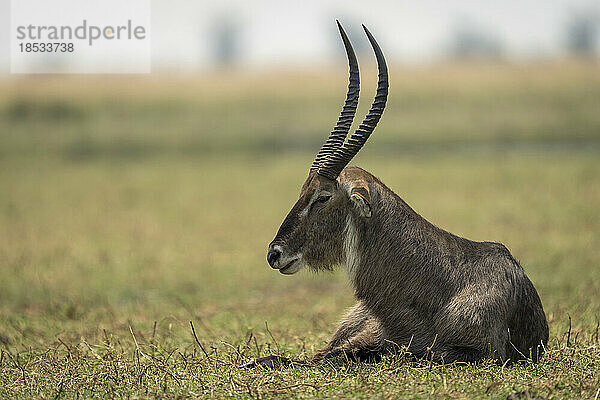 Männlicher Gewöhnlicher Wasserbock (Kobus ellipsiprymnus) liegt auf sonnigem Gras im Chobe-Nationalpark; Chobe  Botsuana