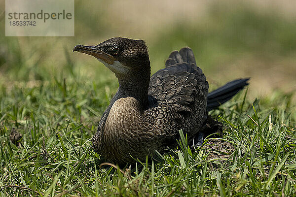 Schilfkormoran (Microcarbo africanus) liegt im Gras im Sonnenschein im Chobe-Nationalpark; Chobe  Botswana