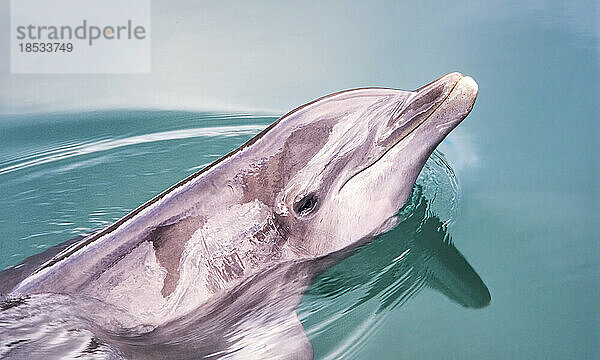 Nahaufnahme eines Großen Tümmlers (Tursiops truncatus); Honolulu  Ohau  Hawaii  Vereinigte Staaten von Amerika