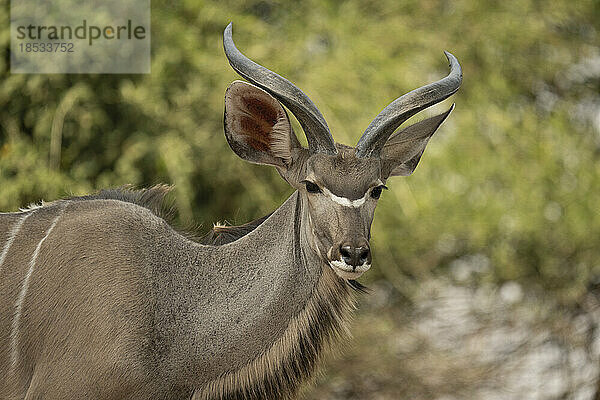 Nahaufnahme eines jungen männlichen Großen Kudu (Tragelaphus strepsiceros)  der im Chobe-Nationalpark starrt; Chobe  Botsuana