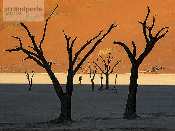 Menschliche Figur als Silhouette zwischen Dornenbäumen im Deadvlei; Deadvlei  Sossusvlei  Namib Naukluft Park  Namibia