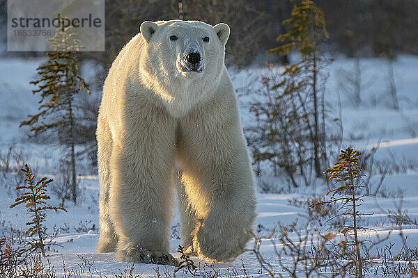 Eisbär (Ursus maritimus) beim Spaziergang auf Schnee inmitten der Vegetation; Churchill  Manitoba  Kanada