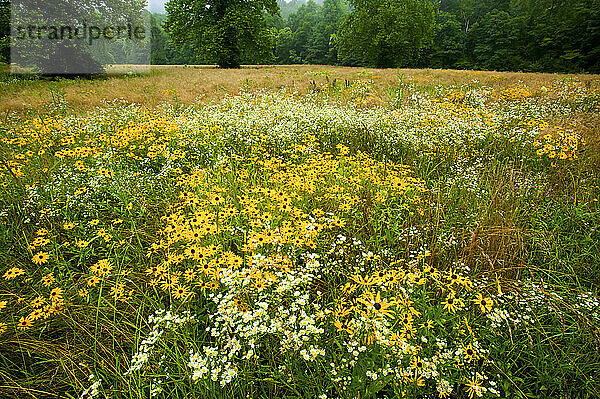 Feld mit Schwarzäugigen Susannen (Rudbeckia hirta sp.) und anderen Wildblumen im Great Smoky Mountains National Park  Tennessee  USA; Tennessee  Vereinigte Staaten von Amerika