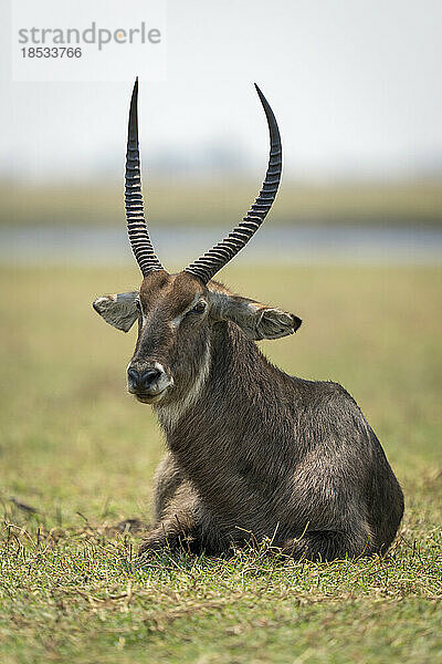 Männlicher Gewöhnlicher Wasserbock (Kobus ellipsiprymnus) liegt auf kurzem Gras im Chobe-Nationalpark; Chobe  Botsuana