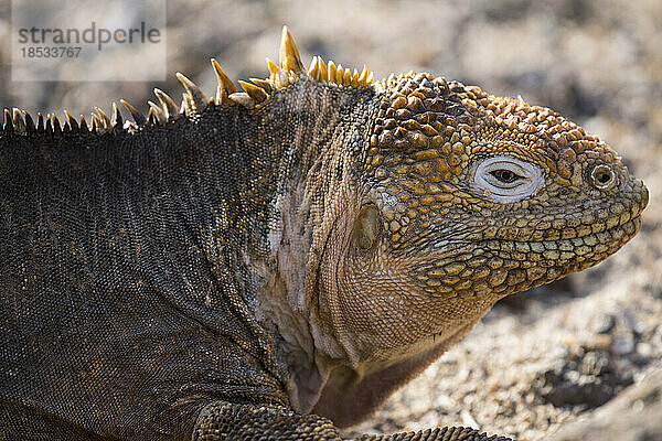 Galapagos-Landleguan (Conolophus subcristatus) auf der Nord-Seymour-Insel; Galapagos-Inseln  Ecuador