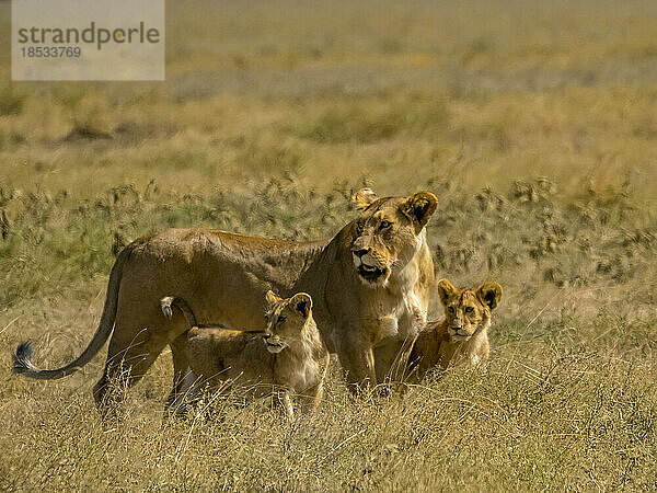 Weiblicher Löwe und Jungtiere (Panthera leo) stehen im Grasland im Serengeti-Nationalpark; Tansania