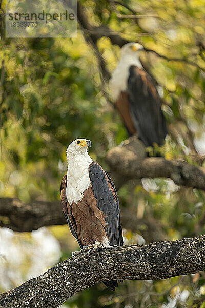 Zwei afrikanische Fischadler (Haliaeetus vocifer) drehen gemeinsam den Kopf im Chobe-Nationalpark; Chobe  Botswana